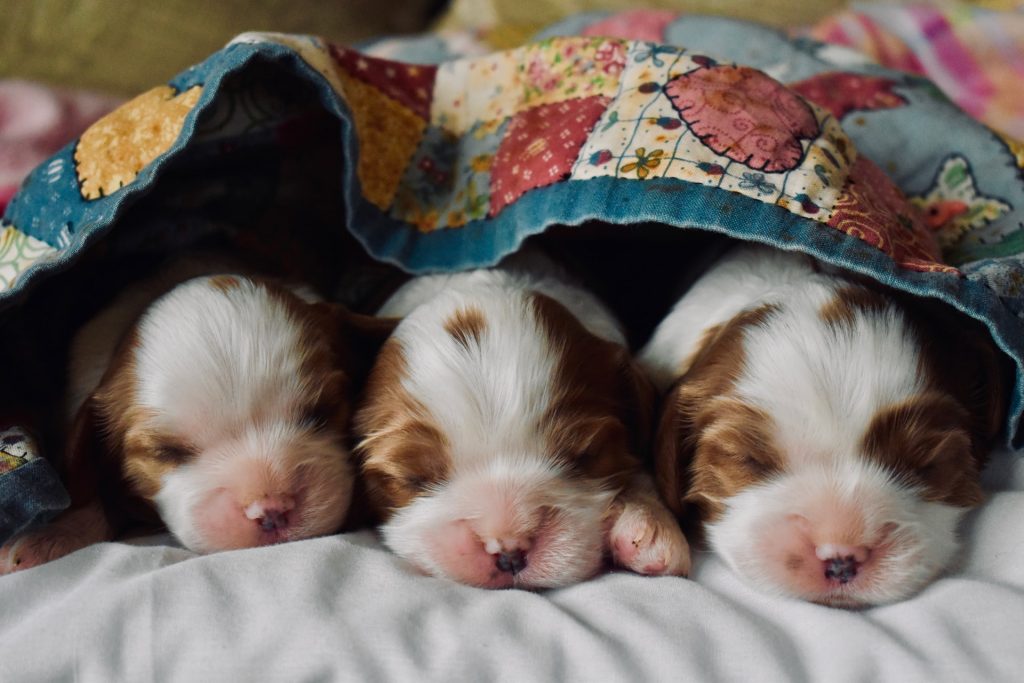 Puppies sleep from 18 to 20 hours per day.