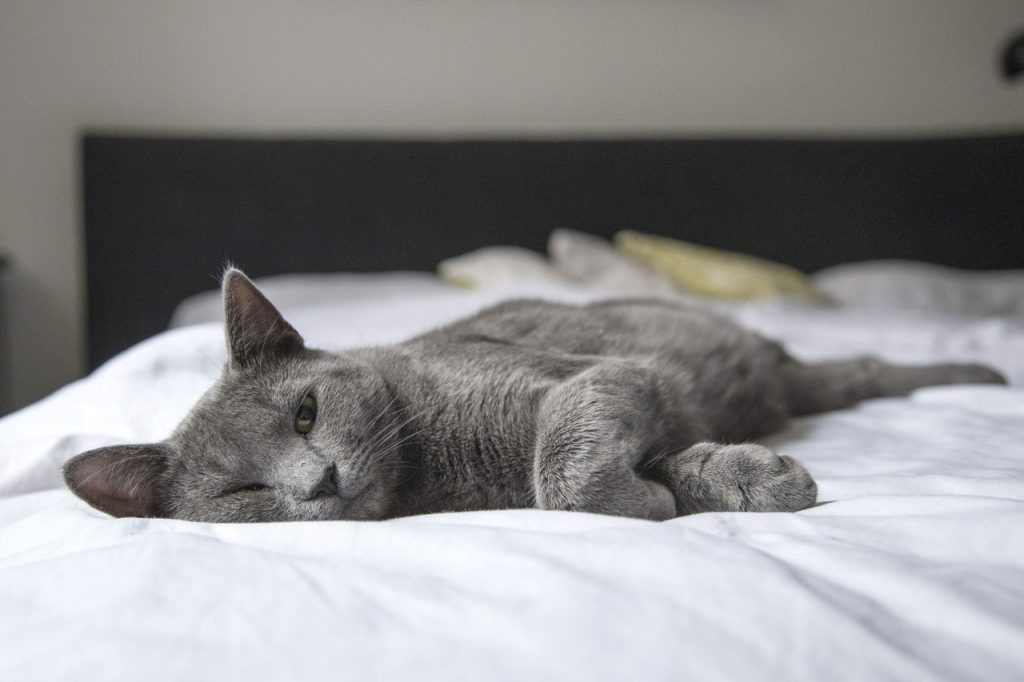 gray cat laying on the bed